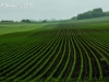 Farmland's Patterns #1