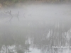 Foggy Image