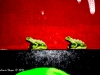 Frogs in the Kitchen
