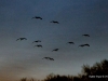 flight
