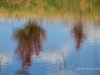 Autumn in the River