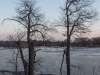 Two Trees