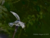 Frozen in the Air