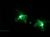 Green Lights