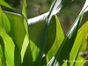 Corn leaves